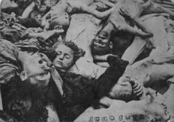 KT Dachau – těla zavražděných vězňů; duben 1945, po osvobození tábora. (AIPN)