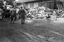 KT Dachau – vězni sundávají z plošiny těla zavražděných, v pozadí budova krematoria; 1945 (AIPN)