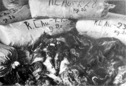 Zsákhalom az auschwitz-birkenaui lágerben meggyilkolt nők hajával. A hajat a németek becsomagolták és szállításra előkészítették, hogy ipari célokra hasznosítsák; 1945., a tábor felszabadulása után. (AIPN)