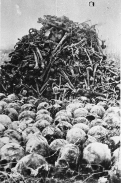 Majdanek (KL Lublin) – az áldozatoknak az exhumálási munkálatok során felszínre hozott koponyái és csontjai; 1944 ősze. (AIPN)