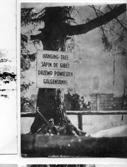 KL Stutthof – fenyőfa, amelyre a foglyokat akasztották; a negyvenes évek második fele. (AIPN