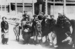 Magyar zsidók az auschwitz-birkenaui lágerben útban a gázkamrák felé. (AIPN)