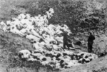 Fucilazione di donne e bambini ebrei a Mizocz in Volinia; (IPN)